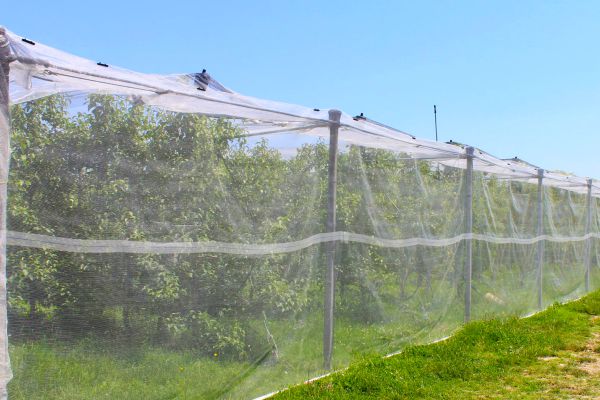 Anti-Insect Net